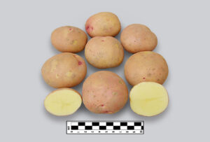 CIP300054.29