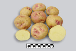 CIP300056.33
