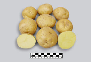 CIP300063.9