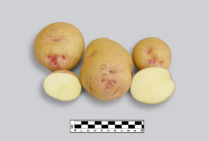 CIP300065.4