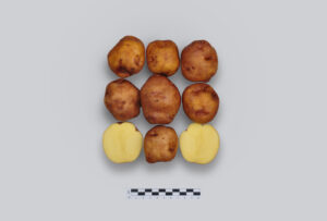 CIP-KALLPA YAWRI