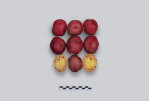 CIP-PUKA YAWRI